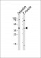 (DANRE) aplnra Antibody (C-Term)